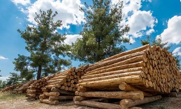 全国多地木材价格出现小幅下跌